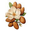 Almonds frame an almond blossom