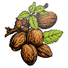 Walnuss