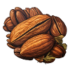 Pecan nut