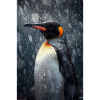 Pingouin