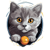 Chartreux Cat Carthusian Cat