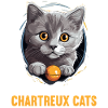 Chartreux Cat Carthusian Cat