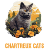 Chat Chartreux Chat Chartreux