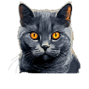 Chat Chartreux Chat Chartreux