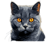 Chat Chartreux Chat Chartreux