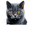 Chartreux Cat Carthusian Cat