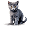 Chat Chartreux Chat Chartreux
