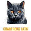 Chat Chartreux Chat Chartreux