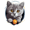 Chat Chartreux Chat Chartreux