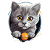 Chat Chartreux Chat Chartreux