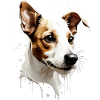 MIGNON JACK RUSSEL TERRIER