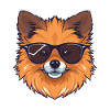 Pomeranian Dog Pomeranian Cool