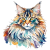 Aquarelles Maine Coon