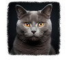 Chartreux Cat Carthusian Cat