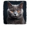 Chartreux Cat Carthusian Cat