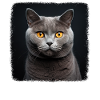 Chartreux Cat Carthusian Cat
