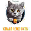Chat Chartreux Chat Chartreux