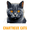 Chat Chartreux Chat Chartreux