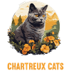 Chat Chartreux Chat Chartreux