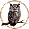 Owl on a branch
