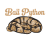 Ball Python Schlange Königspython