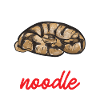 Ball Python Schlange Königspython