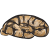 Ball Python Schlange Königspython