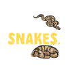 Ball Python Schlange Königspython