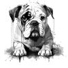 Chiot bouledogue anglais