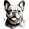CUTE FRENCH BULLDOG