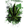 Cannabis Release Weed