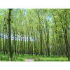 Frühling im Wald