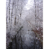 Winter im Wald