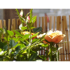 Rosen