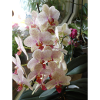 Orchiedeen