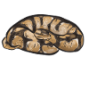 Ball Python Schlange Königspython