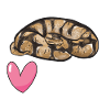 Ball Python Snake King Python