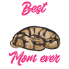 Ball Python Schlange Königspython
