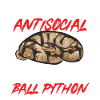 Ball Python Schlange Königspython