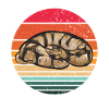 Ball Python Snake King Python