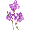 Fleur
