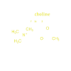 Acetylcholine Molecule