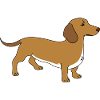 Dachshund