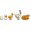 Hühner Evolution Huhn Hühnerhalter Hühner