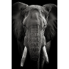 Éléphant