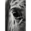 Cheval