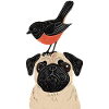 Pug with bird
