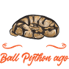 Ball Python Schlange Königspython
