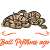 Ball Python Snake King Python
