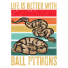 Ball Python Snake King Python
